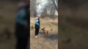 Бельгийская овчарка Малинуа(5 месяцев)