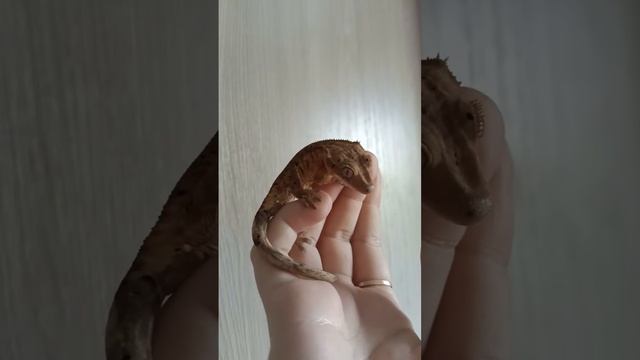 #рекомендации #змея #эублефар #reels #рептилии #animal #reptile #pet #рептилия смотреть онлайн