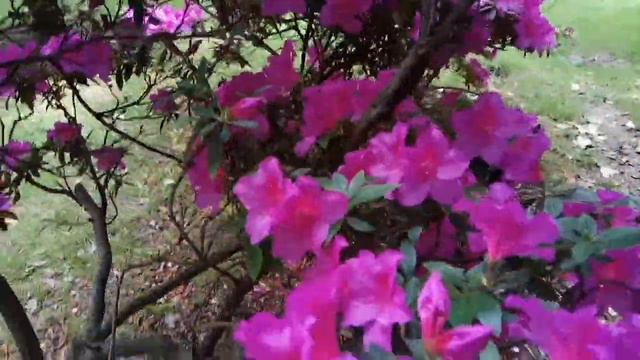 Рододендрон 🌺 Лазаревское смотреть онлайн