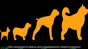 Можно ли собакам сладкое, конфеты и сахар