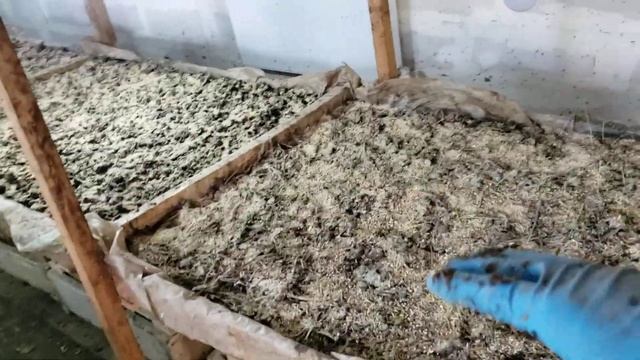 Разведение червей для рыбалки. Перехожу на торф смотреть онлайн