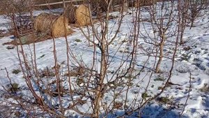 Формировка груши .Изменение силы роста . Закладка плодовой почки .