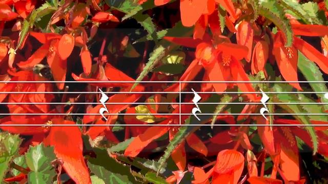 "With you I'm born again" -- Flute on a street corner смотреть онлайн