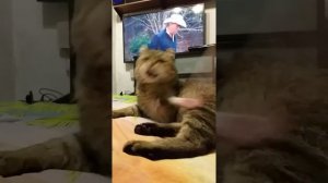 Европейский Лесной Кот