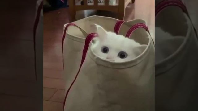 Смотрящий😻❤️