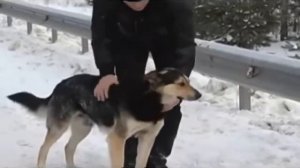 Владимир Захаров Острова “На кольцевой“ песня про верного пса