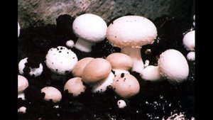 ВЫРАЩИВАНИЕ ШАМПИНЬОНОВ ДОМА