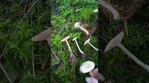 CLITOCYBE FRAGANS