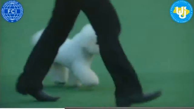 БЭСТ 9 группа 19.04.2015 FCI-CACIB "УКРАИНА - 2015" Киев смотреть онлайн