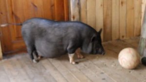 Вьетнамская вислобрюхая свинка Моня