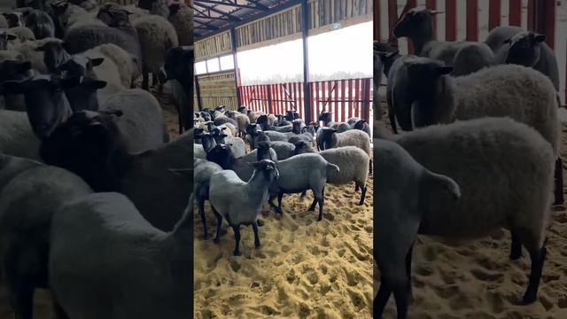 Дождались, приезд овец КФХ ВИРОМА смотреть онлайн