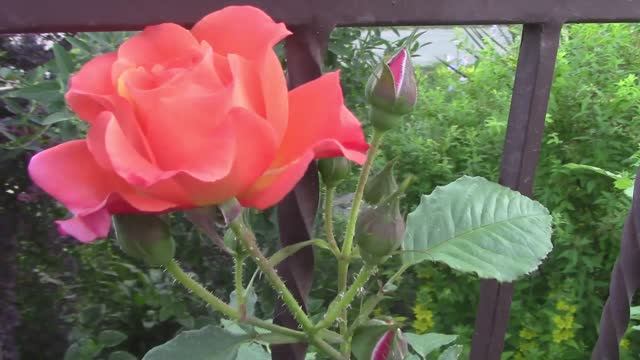 Роза Вестерленд.mp4 смотреть онлайн