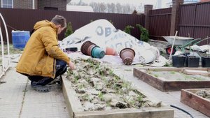 Опасная мульча для чеснока, Чеснок не смог пробиться через слой мульчи