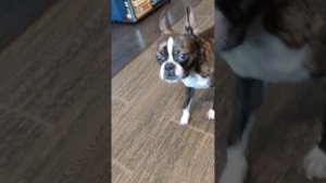 Как лает Бостон-терьер.