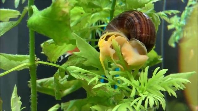 Улитки Ампулярии. Содержание, уход, размножение . смотреть онлайн