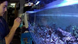 Как фраговать SPS кораллы