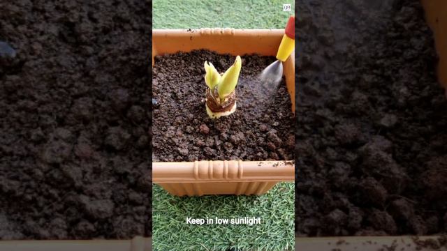 Amazing Apple Blossom ! See best result #blossom #flowers #gardening #plants смотреть онлайн