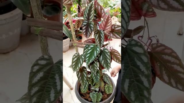 Unboxing a stunning plant | Cissus Discolor (Rex Begonia Vine)  #tbt #beautifulplants #viningplants