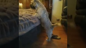 СОБАКА ТАНЦУЕТ - ЛУННАЯ ПОХОДКА