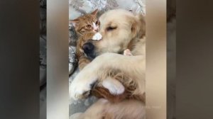 Кот и собака - лучшие друзья! #1
