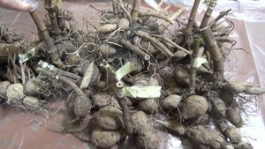 Подготовка клубней георгин к хранению. Окунаем в глиняную болтушку.