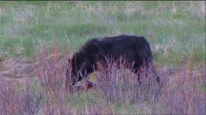 В деревне застрелили всех волков, но в норе остались волчата, с ними произошло невероятное.