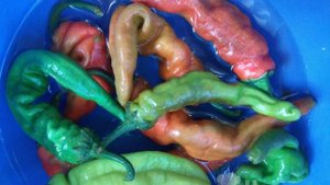 Дунганский перец с помидорами и луком