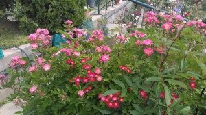 Мускусные розы в моем саду.