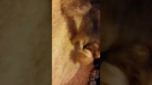 Мини йорк. Йоркширский терьер играет с говорящим хомяком. Собака лает и рычит.