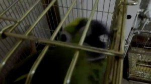 Желтоголовый Амазон