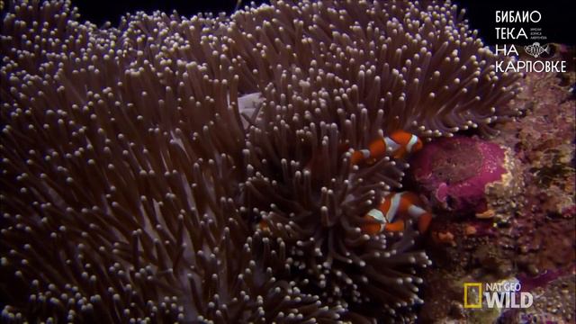 Проект "Те, кто делает нас лучше". Книжный обзор "О чем молчат рыбы" смотреть онлайн