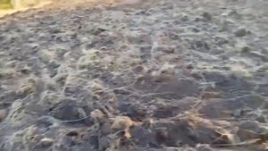 Разработка целины на одном гектаре (мой опыт)