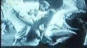 Страшный тарантул