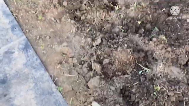 Влог. Дельфины в океан, а нам куда в ураган?! Адамовка. Сильный ветер . Каша с салом.7.6.22 г. смотреть онлайн