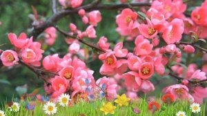 Айва великолепная Пинк Леди ? Обзор: посадка и уход. саженцы айвы Пинк Леди: описание и особенности