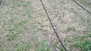Внесение удобрений в капельный полив при помощи опрыскивателя