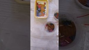 адениум. посев семян на влажные салфетки
