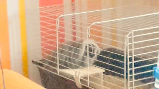 Шок! Морская свинка на крыше. смотреть онлайн