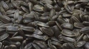 Чем полезны подсолнечные семечки. Полезные свойства семечек.