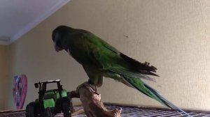 Китайский кольчатый попугай #Коннор Возраст 3.5месяца