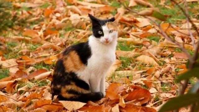 Как правильно выбрать себе кота смотреть онлайн