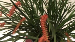 Dendrochilum wenzelii... Цветение и уход