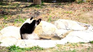 Shanghai Wild Animal Park - Pandas