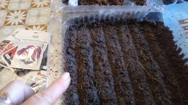 как посадить петунию?