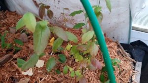 Саженцы голубики из зеленых черенков отправляются в зимовку.