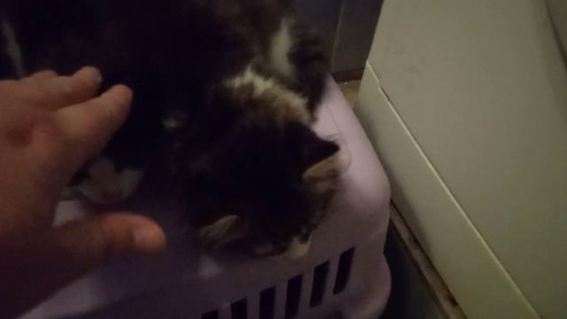 Кошка с котятами на передержке. Гостиница для животных Киев 0993639196 смотреть онлайн