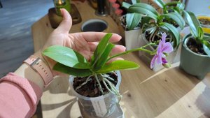 Phal. Hualien Pink Galaxy '272'