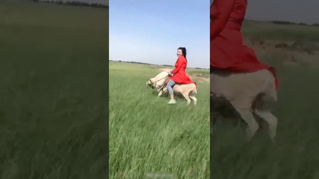 Girl rides her sheep