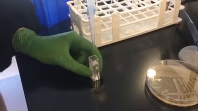 Taking bacterial suspension absorbance reading смотреть онлайн