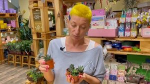 Хавортия - пампушка суккулент | Как ухаживать за хавортией